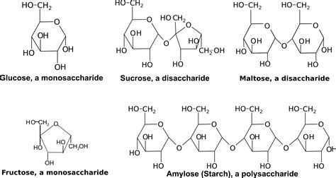 2.1.2.7: Carbohydrates - Biology LibreTexts