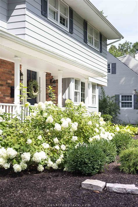 The Ultimate Guide to Growing Limelight Hydrangeas - On Sutton Place