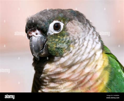 Crimson-bellied parakeet, crimson-bellied conure, Rotbauchsittich ...