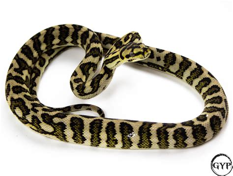 Image result for Jaguar Carpet Python