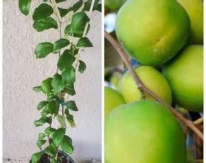 Rainbow Garden Apple Plant Price in India - Buy Rainbow Garden Apple ...