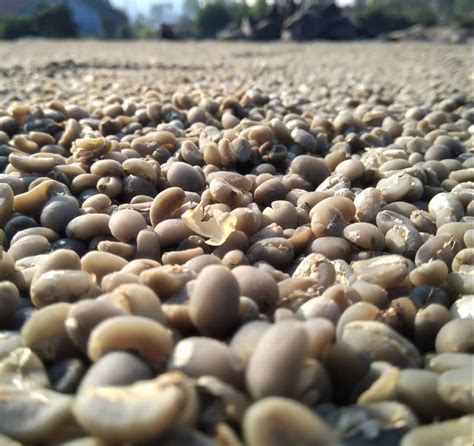 Image result for Java Coffee Beans