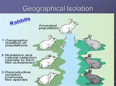 Will geographical isolation be a major factor in speciation of an ...