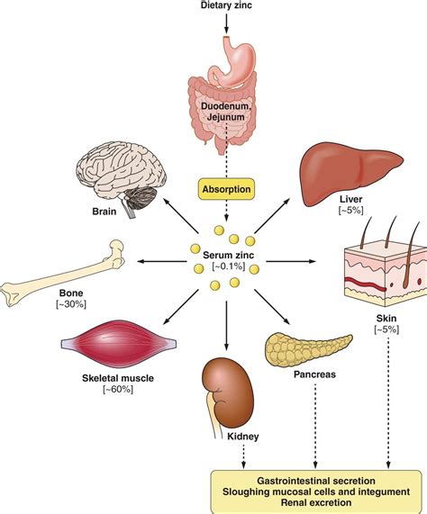 The Physiological, Biochemical, and Molecular Roles of Zinc Transporters in Zinc Homeostasis and ...