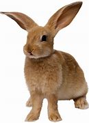 Image result for Spring Bunnies Cartoon