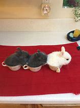 Image result for Cute Teacup Bunnies