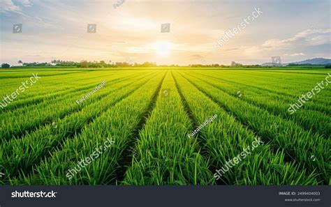 Farmland 的图像结果