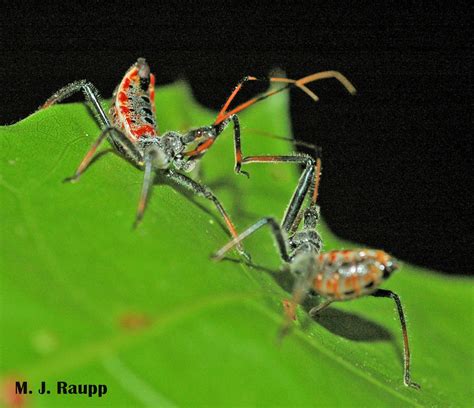 Bugs in orange and black – Three spooky assassins: milkweed assassin ...