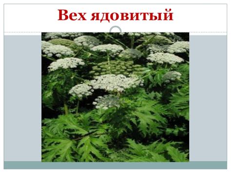 Презентация по биологии Ядовитые растения Камчатки доклад, проект