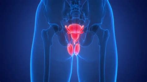 Male Reproductive System Animation 的图像结果