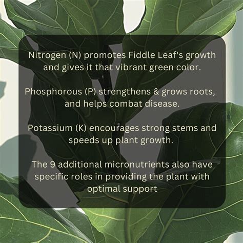 Fiddle Leaf Fig Fertilizer for Rapid Growth and Healthy Strong - Etsy