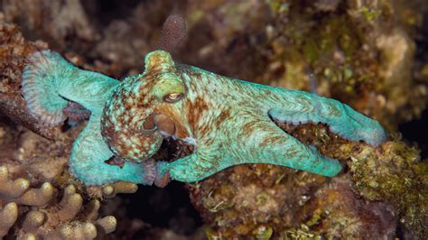 Researchers Use Bioengineering to Recreate Octopus Camouflage Pigments - Tomorrow's World Today®
