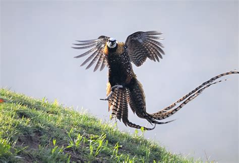 Pheasant with longest tail takes to the sky in central China - CGTN