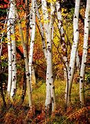 Image result for Beautiful Birch Trees