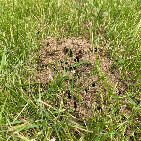 Ants | Will's Norfolk Lawns