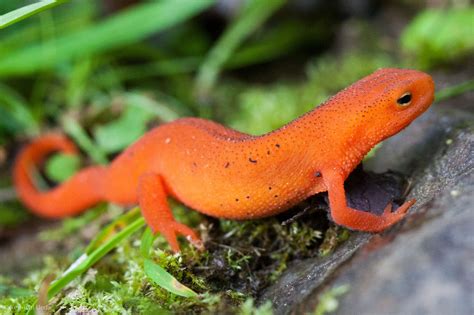 Real Monstrosities: Eastern Newt