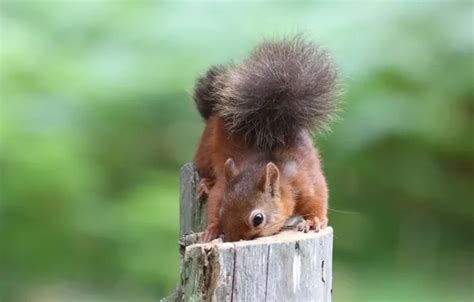 Download wallpaper pose, stump, protein, tail, green background ...
