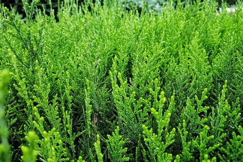 20 Breathtaking Balcony Privacy Plants And Their Care Guides