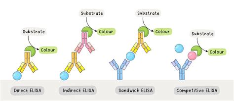 ELISA- Direct, Indirect, Sandwich, and Competitive — Scientist who draws