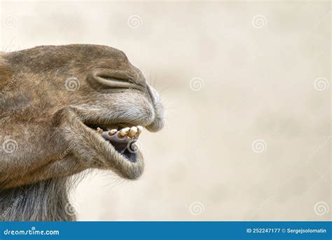 Head of a Camel Close-up.Close-up of the Nose and Mouth of a Camel ...