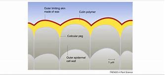 Image result for Cutinization