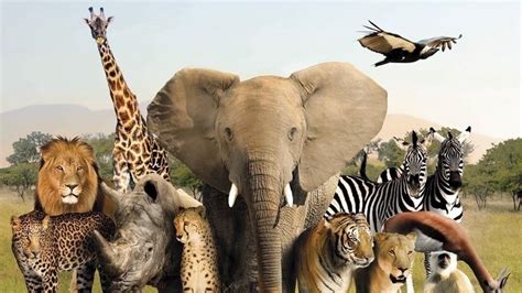 Petition · Urge the Texas government to shut down Ox Ranch - India ...