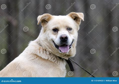 Yellow Lab Chow Mix Puppies