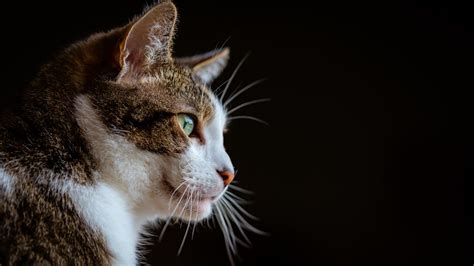 Wallpaper cat, glance, muzzle, animal, pet hd, picture, image