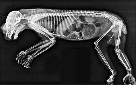 Tartarughe, serpenti e pinguini a raggi x: le incredibili foto diffuse dallo zoo di Londra | Sky ...