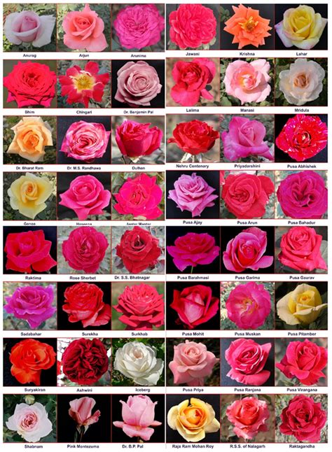 Variability in the flower color of rose varieties used in the present ...