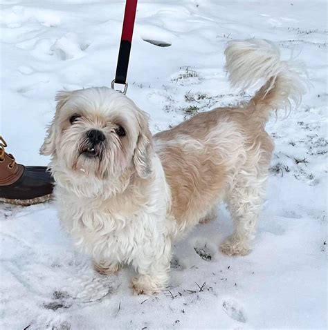 Buffalo Pug & Small Breed Rescue, Inc.