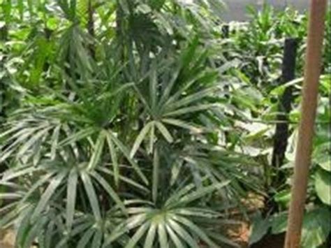 怎麼製作與養護棕竹盆栽？棕竹養殖簡單 - 每日頭條