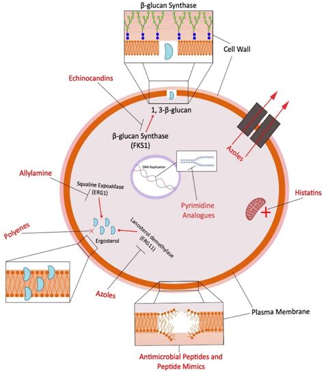 Antifungals and Drug Resistance