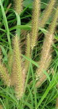 Crop Production :: Forage Crops :: Guinea Grass