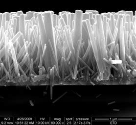 Department of Physics and Astrophysics