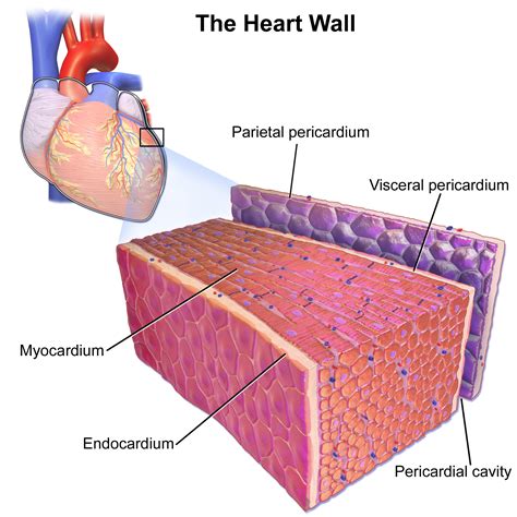 14.3 Heart – Human Biology