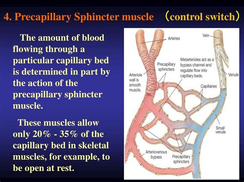 Capillary Sphincters Are