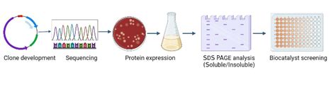 Image result for How to Perform Enzyme-Substrate Method Using Quanti Trays