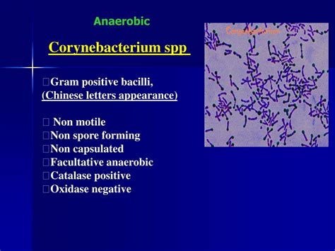 PPT - Corynebacterium spp PowerPoint Presentation, free download - ID ...