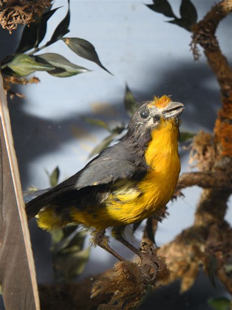 Antique 19th C Colourful Victorian Diorama with South American ...