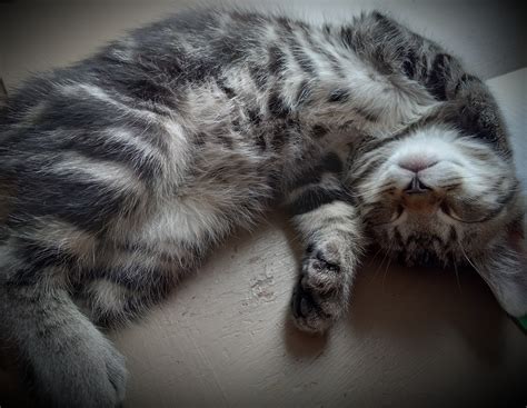 HUMANE SOCIETY WATERVILLE AREA - Waterville ME - Hours, Directions ...