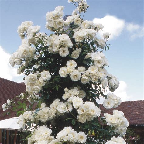 Green Paradise White Scented Climbing Rose Live Plant – GreenParadiseLive