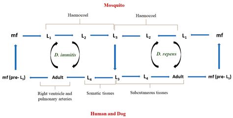 Animal and Human Dirofilariasis in India and Sri Lanka: A Systematic ...