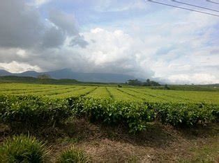 KAYU ARO TEA PLANTATION (2026) All You Need to Know BEFORE You Go (with ...