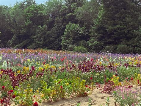 Flower Bushes That Bloom All Summer Long 15 Annual Flowers That Bloom