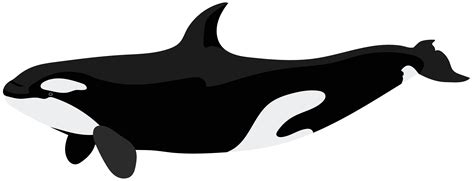 clipart black and white killer whale - Clip Art Library