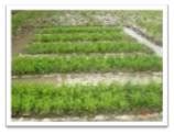 Schemes & Services :: Krishi Vigyan Kendra (KVK)