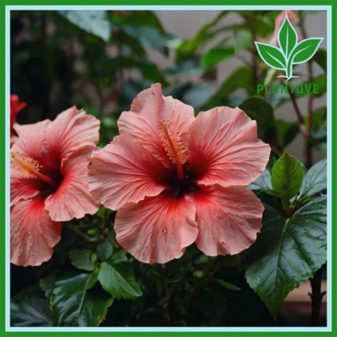 Hibiscus Plant : care, Growing, Uses, and Benefits - Plantove.com