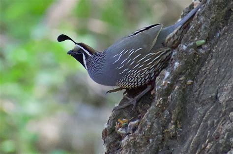 Quail Symbolism & Meaning (+ Spirit Animal & Totem) | World Birds