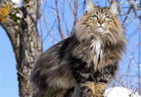 挪威森林猫多少钱一只，为什么这么冷门？ - 胖萌舍宠物网